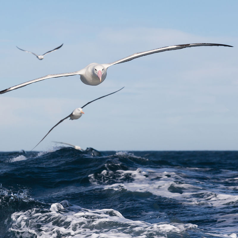 Albatrossen die over het zeeoppervlak vliegen met hun weidse vleugels uitgestrekt